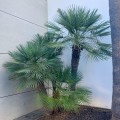 Mediterranean Fan Palm - Bulk Deals
