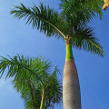 Florida Royal Palm - Bulk Deals