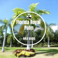 Florida Royal Palm - Bulk Deals