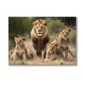 Canvas Wall Art: Regal Lions Canvas Print