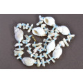 Shell Necklace | National Free Shipping |