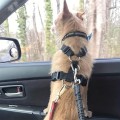 Adjustable Dog Car Harness (Seat Belt) - Features an adjustable strap for a comfortable and secure f