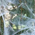 Bufftee Halloween Decorations Spiders Web 2 Pack -Black & White Spider Webs