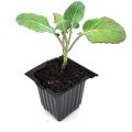 Palm Gardens Cauliflower Plant Seed to Seedling Home Grow Starter Kit