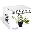 Palm Gardens Thyme Plant Seed to Thyme Seedling Home Grow Starter Kit