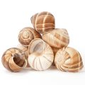 Empty Snail Shells - 25 pcs
