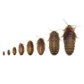 Dubia Roaches 25's - Medium