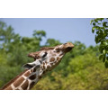 Giraffe Head Up - full silver