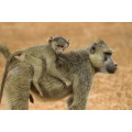 Baboon and Baby