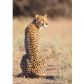 Cheetah Sitting - full silver (Life size)