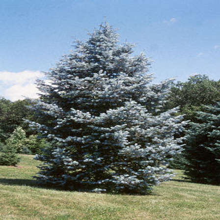 abies concolor fir candicans habit seeds