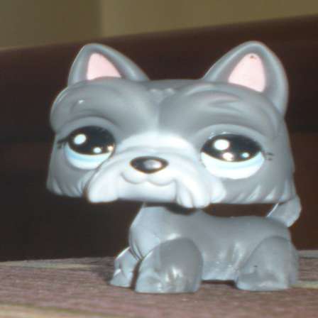 Lps Schnauzer 2024 www.marchettimacc