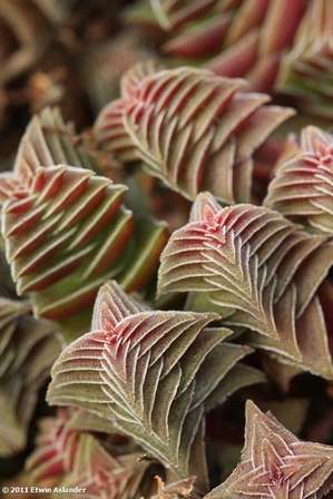 Crassula "Pagoda Village" (plants)