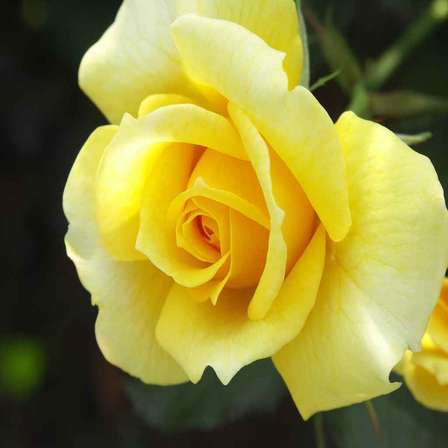 Other Flowers Trees Plants Yellow Rose Seeds 10 Seeds For Sale In Kleinmond Id 481618105