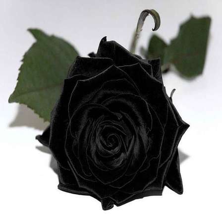Shrubs Black Rose Seeds 10 Seeds For Sale In Kleinmond Id 481618094