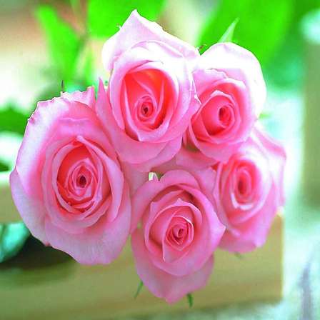 Shrubs Pink Rose Seeds 10 Seeds For Sale In Kleinmond Id 481615472