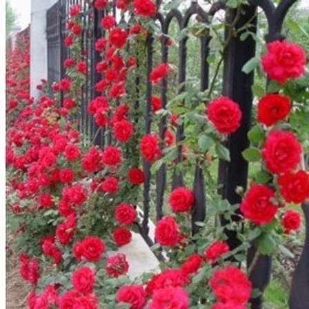 Shrubs Red Climbing Rose Seeds 10 Seeds For Sale In Kleinmond Id 485536405