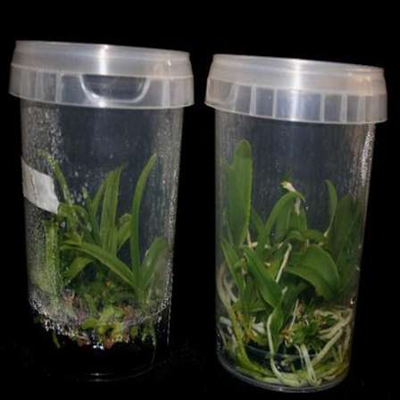 Orchids Orchid Flask Of Live Seedlings Vanda Manuvadee Was Sold For R130 00 On 5 Apr At 18 38 By Stephward In Margate Port Shepstone Id 142168389