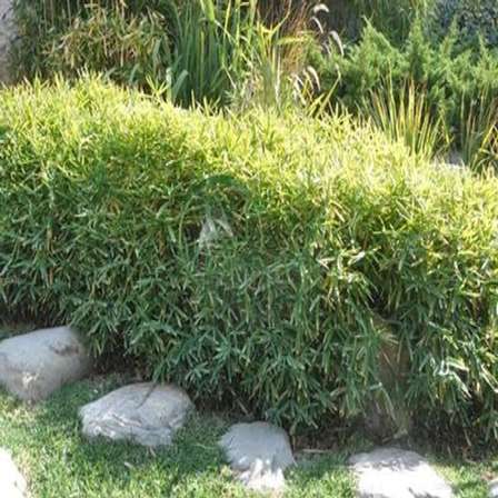 Other Plants Seeds Bulbs Bambusa Nana Dwarf Hedge Bamboo Plants For Sale Was Sold For R30 00 On 13 Dec At 07 31 By Bamboo Man In Port Alfred Id 81283301