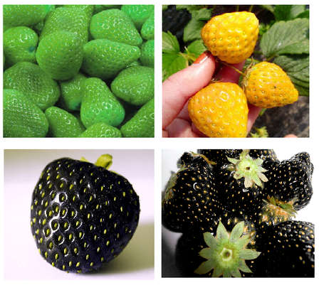 Other Vegetables Fruit Strawberry Seeds Special Packet Of 10 Seeds Each Colour Green Yellow And Black Strawberry Was Sold For R5 00 On 18 Feb At 23 46 By Superssseller In Outside South Africa Id 327341258