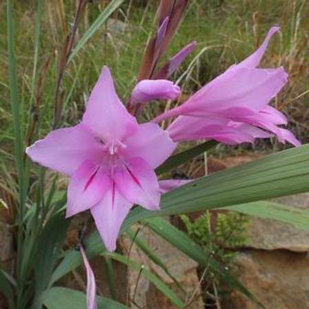 TÌNH YÊU CÂY CỎ ĐV 5 - Page 69 160713091124_Gladiolus%20scabridus