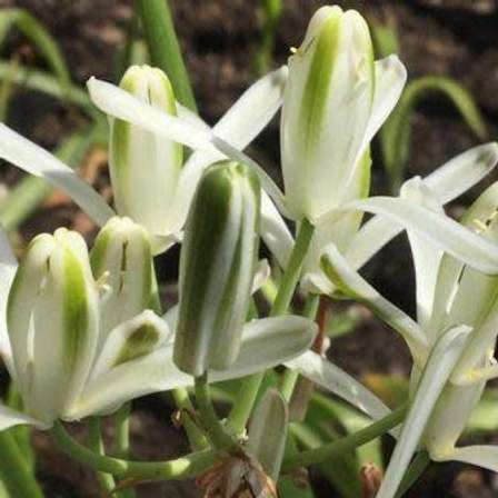 TÌNH YÊU CÂY CỎ ĐV 5 - Page 46 210706173940_Albuca%20longifolia
