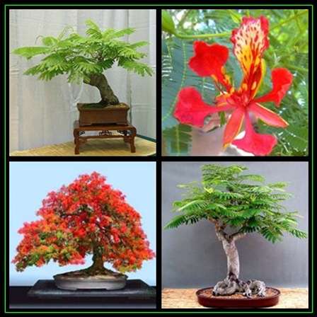 Seeds - Delonix regia Bonsai Seeds - 10 Seed Pack - Royal poinciana, Flamboyant, Flame Tree - Exotic New was sold for R18.00 on 4 Oct at 16:16 by Seeds and All in Port Elizabeth (ID:159784482) Seeds - Delonix regia Bonsai Seeds - 10 Seed Pack - Royal poinciana, Flamboyant, Flame Tree - Exotic New was sold for R18.00 on 4 Oct at 16:16 by Seeds and All in Port Elizabeth (ID:159784482)