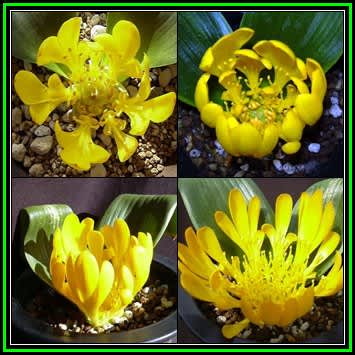 Daubenya aurea yellow flowers 5 seeds 