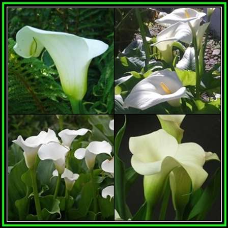 TÌNH YÊU CÂY CỎ ĐV.3 - Page 14 390651_140131081803_Zantedeschia_odorata_Thumb