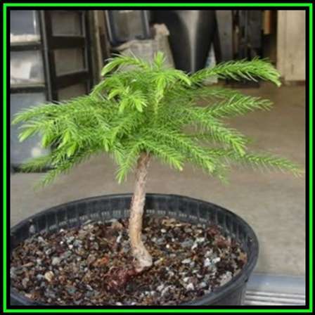 Bonsai Araucaria Heterophylla Norfolk Island Pine 5 Seed Pack Evergreen Exotic Bonsai New Was Listed For R22 50 On 11 Jun At 16 31 By Seeds And All In Port Elizabeth Id 468960933