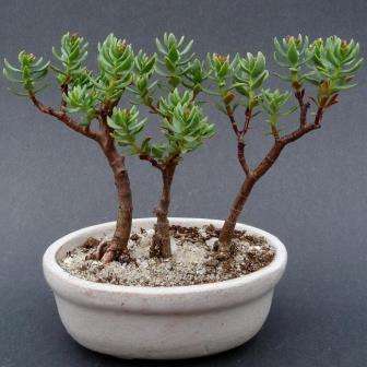 Seeds 10 Crassula Sarcocaulis Seeds Bonsai Crassula Get Free Seeds With All Orders Indigenous Was Sold For R18 50 On 7 Apr At 20 01 By Seeds And All In Port Elizabeth Id 330502020