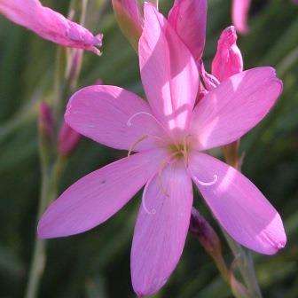 TÌNH YÊU CÂY CỎ ĐV 5 - Page 74 390651_140721211554_Hesperantha_ciliolata