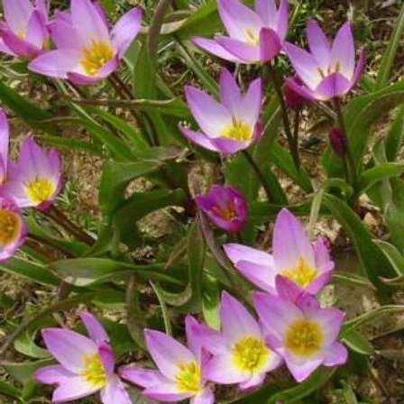 TÌNH YÊU CÂY CỎ ĐV 7 - Page 38 390651_150323145726_Romulea_saxatilis2