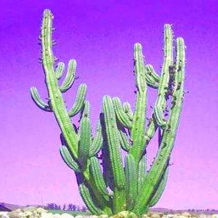Other Gardening & Plants - Psychoactive - 20 cm San Pedro ...