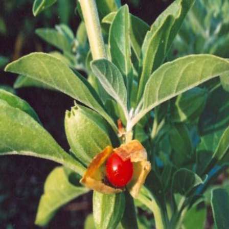 Other Plants Seeds Bulbs Withania Somnifera Seeds Ashwagandha Indian Ginseng Winter Cherry Indigenous Medicinal Psychoactive Was Sold For R2 85 On 15 Aug At 12 30 By Seeds And All In Port Elizabeth Id