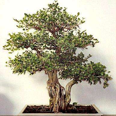 Bonsai 5 Exotic Orange Jasmine Bonsai Tree Seeds Murraya Paniculata Mock Orange Seeds Was Listed For R15 00 On 5 Apr At 18 16 By Seeds And All In Port Elizabeth Id 404974670