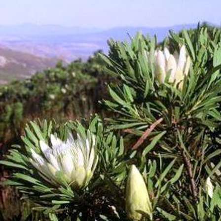 Seeds - 10 Protea repens white Seeds - Indigenous - Buy ...