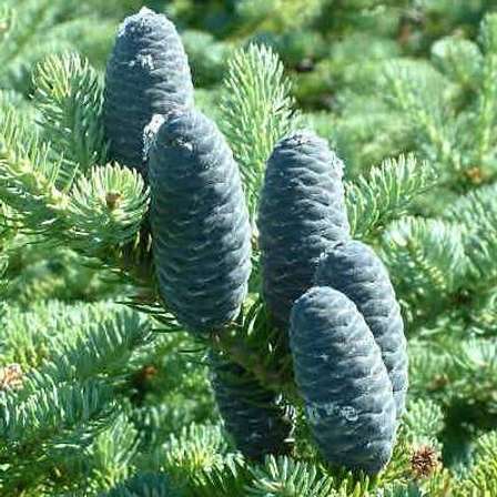 Evergreen - 3 Abies balsamea Seeds - Exotic Evergreen Tree - Balsam Fir ...