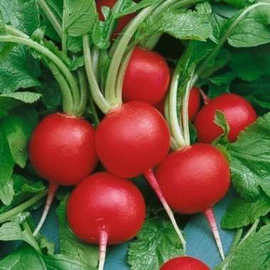 Vegetables Radish Champion Seeds Raphanus sativus