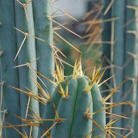 trichocereus ethnobotanical macrogonus
