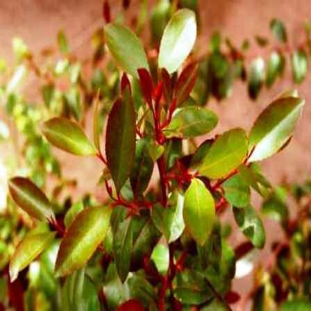 khat catha edulis marungi miraa teh jenis narkoba tanaman bushman growers constitutional forsk petition khasiat ethnobotanical chimpreports bushmans