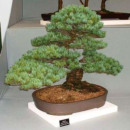 Seeds - Pinus parviflora or Japanese White Pine Bonsai ...