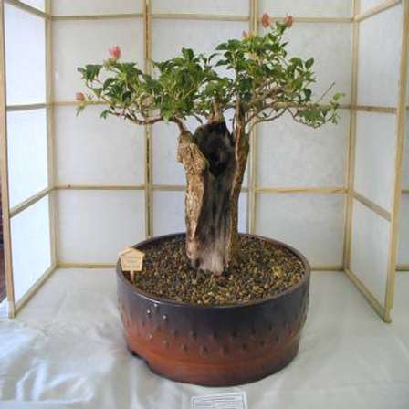 Seeds African Baobab Adansonia Digitata Bonsai Tree Seeds Indigenous Succulents Was Sold For R1 80 On 18 Nov At 16 55 By Seeds And All In Port Elizabeth Id 17194803