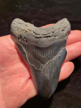 Tooth value megalodon Fossil Megalodon