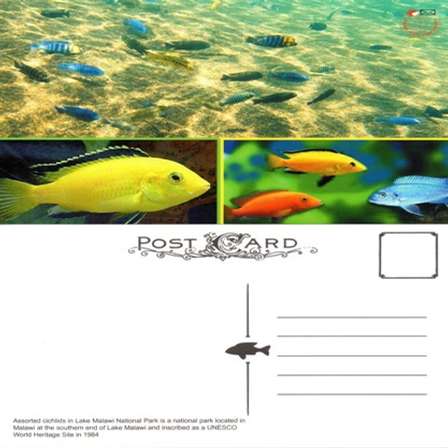 Malawi Malawi 2016 Endemic Fish Postcard Was Listed For R24 00 On 19 Jun At 23 46 By Scootsa In Pretoria Tshwane Id 417488007