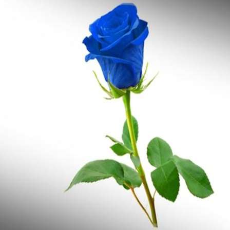 2739921_141228175055_blue.jpg