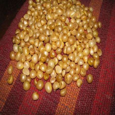 seeds clivia mixed colors clivias africa bidorbuy za items