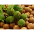 Fresh Raw Macadamia Nuts in-Shell (Fresh harvest,1kg per bid)