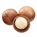 Fresh Raw Macadamia Nuts in-Shell (Fresh harvest,1kg per bid)