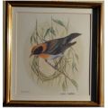 PAMELA THOMPSON NICELY FRAMED BIRD PRINT - from SUEZYT